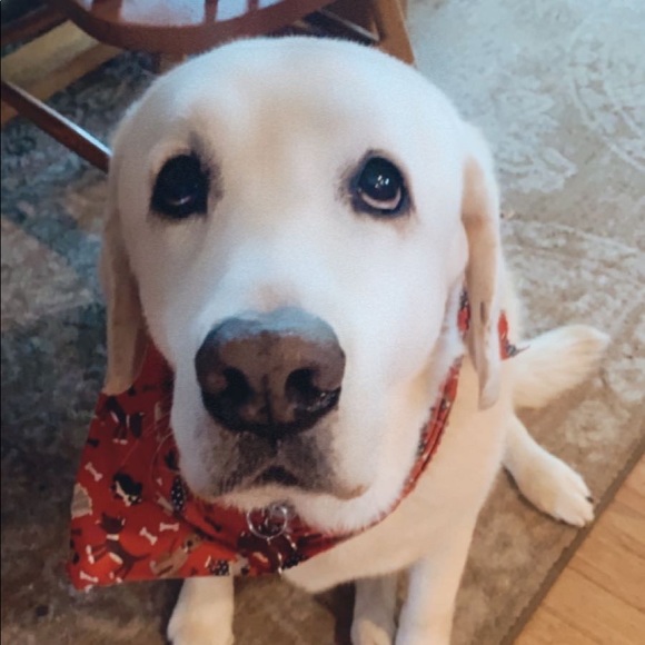 Meet your Posher, Hannah - Picture 1 of 1